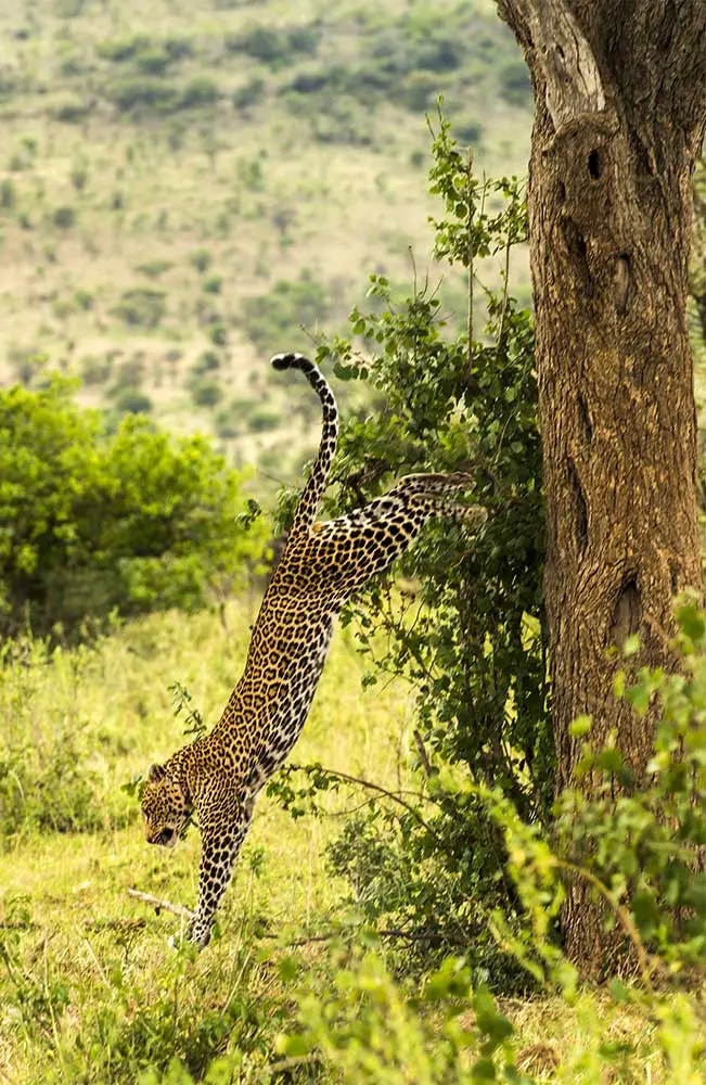 Agenzia di Viaggi Safari in Tanzania